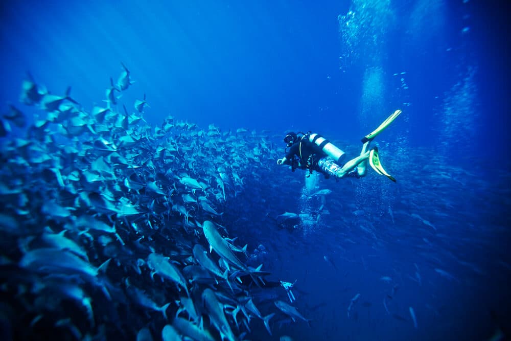 LOS CABOS