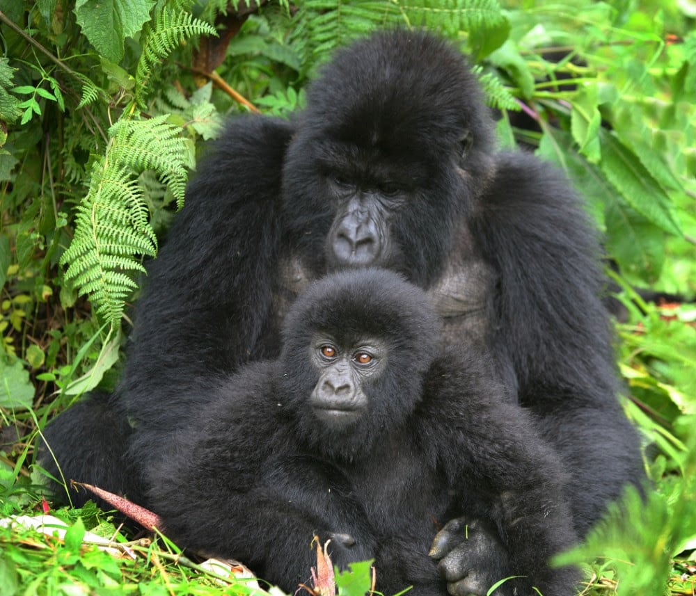 Gorilles, Bwindi Impenetrable Forest