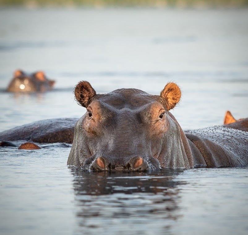 Hippopotames, Parc National Murchison Falls
