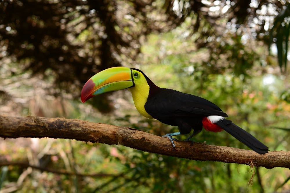 Le Belize