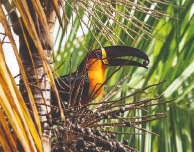 un toucan perché sur un palmier