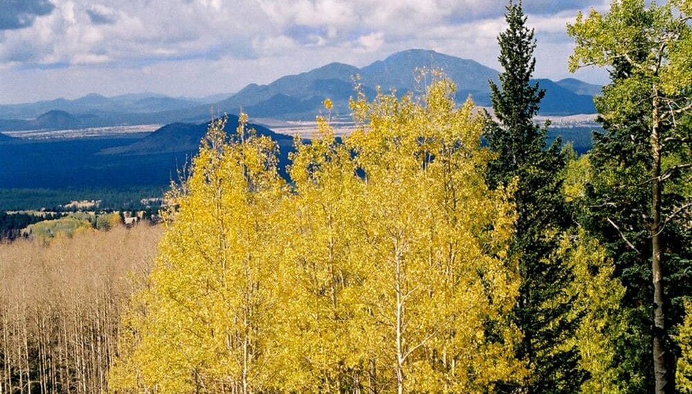 Arizona