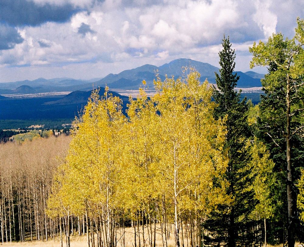 Arizona, forêts et montagnes