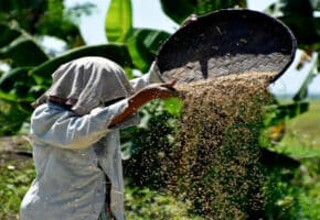 Une vieille femme vannant du riz à la ferme