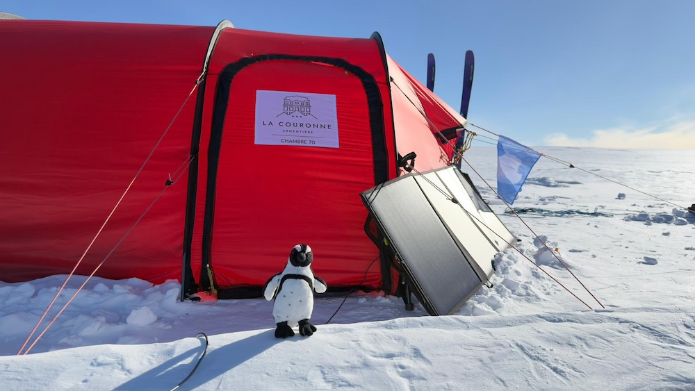 tente pingouin