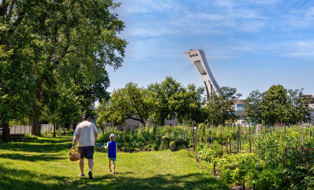 un homme et son fils se baladant dans un jardin potager