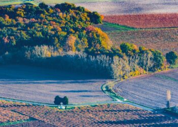 vue sur un paysage d'un vignoble