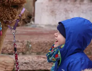un enfant rigolant devant un alpaga