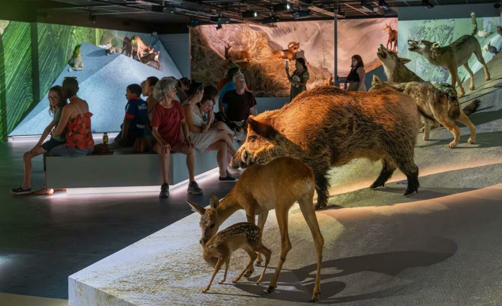 Intérieur du Musée de la Romanche avec maquette de daims, de loups
