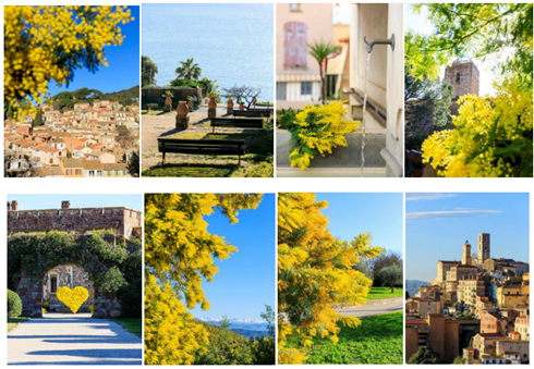 8 photos de paysages de mimosas jaunes