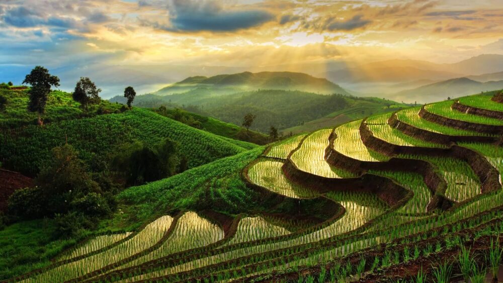 THAILANDE CULTURE EN ESCALIER