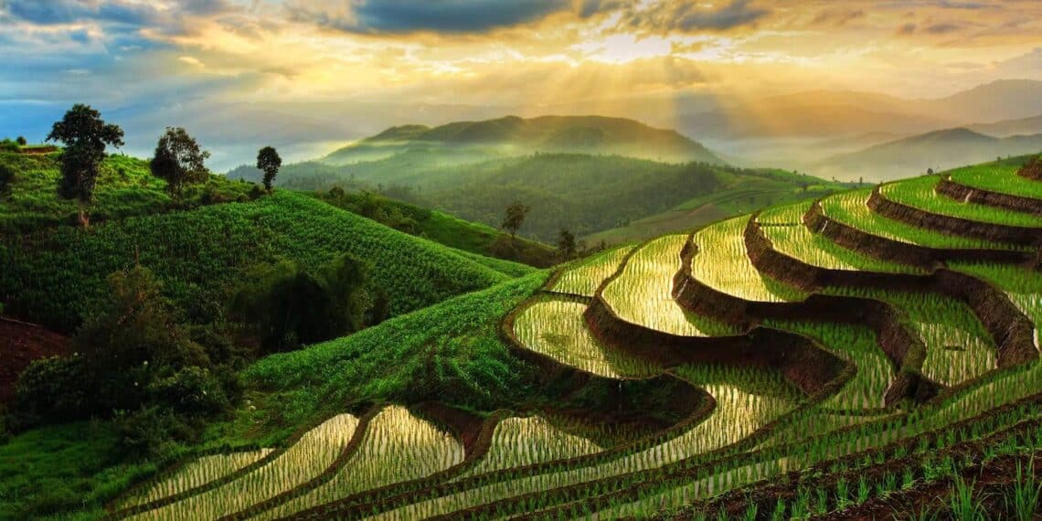 THAILANDE CULTURE EN ESCALIER