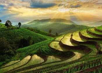 THAILANDE CULTURE EN ESCALIER
