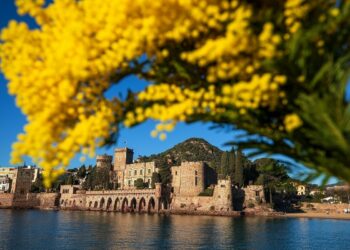 vue de mandelieu et les mimosas