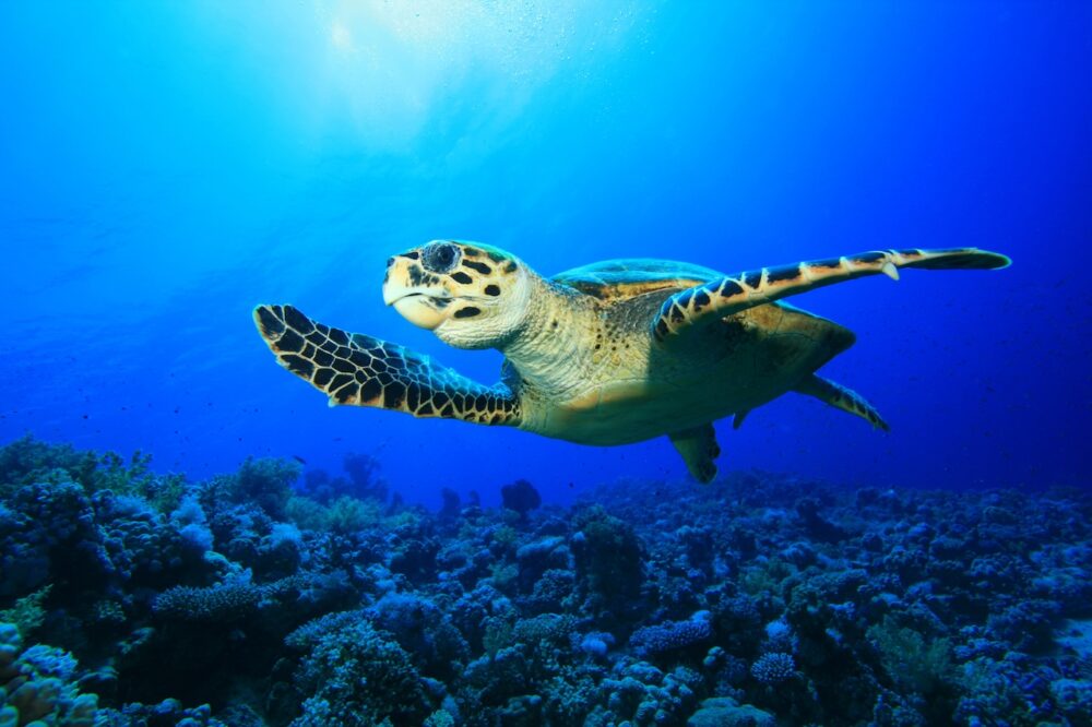 Tortue Hawksbill