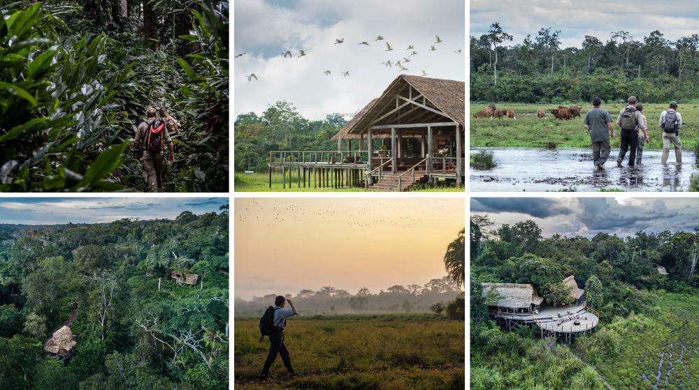 Lodges forêts tropicales