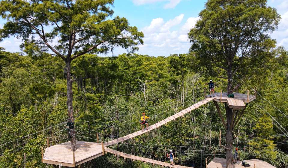 pont suspendu dans la forêt