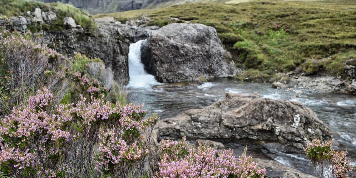 rivière fleurs roses plaine