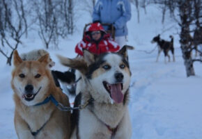 Piloter un traineau à chiens