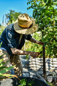 vigneron coupe raisins