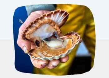 coquilles coquillages crustacés