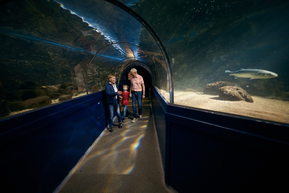 tunnel aquarium famille