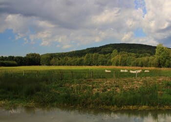 marais prairie vaches