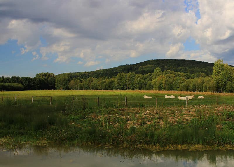 marais prairie vaches