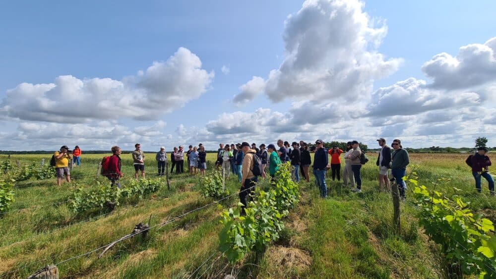 Pique Nique dans les vignes