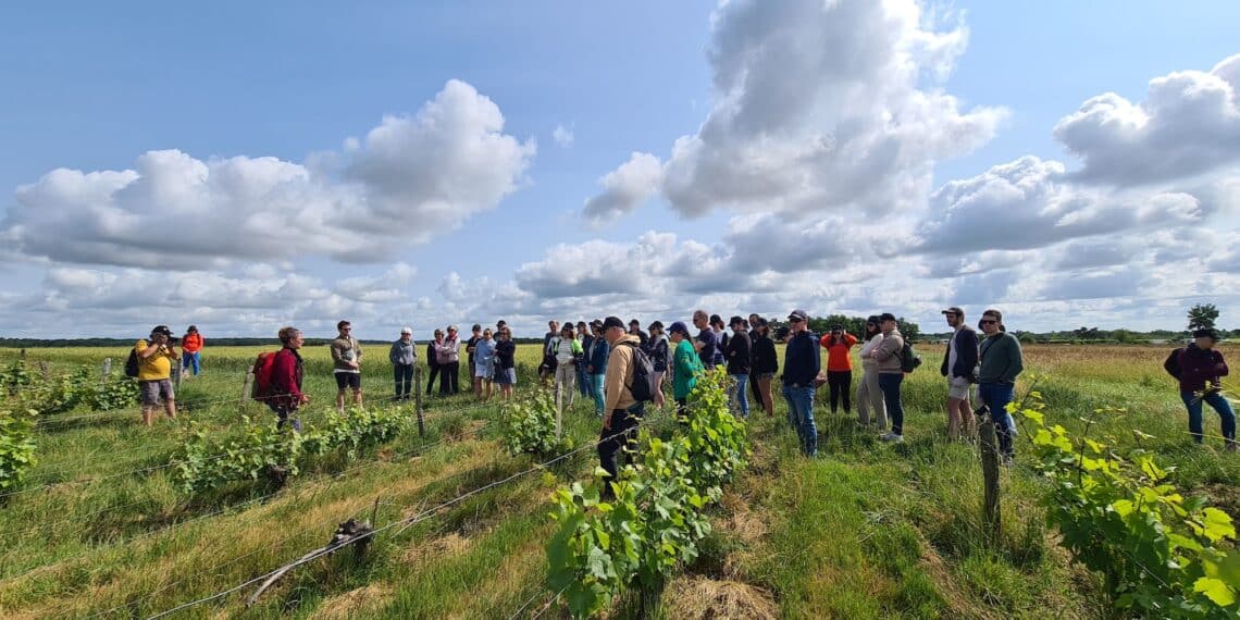 Pique Nique dans les vignes