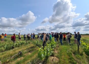 Pique Nique dans les vignes