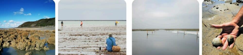Mer plage coquillages touristes