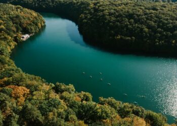 bras fleuve forêts