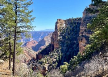 grand canyon arbres
