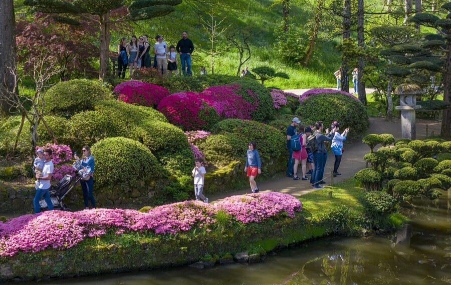 Floraisons printanières au Parc Oriental de Maulévrier