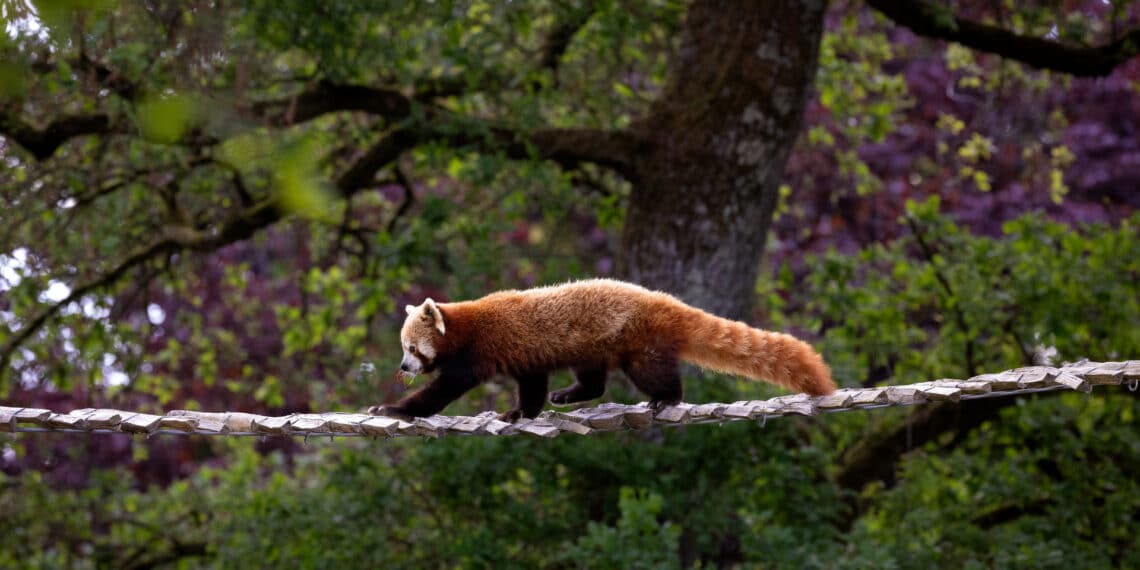 Pandaroux