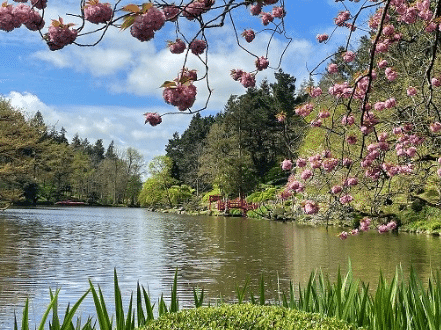 Floraisons printanières au Parc Oriental de Maulévrier