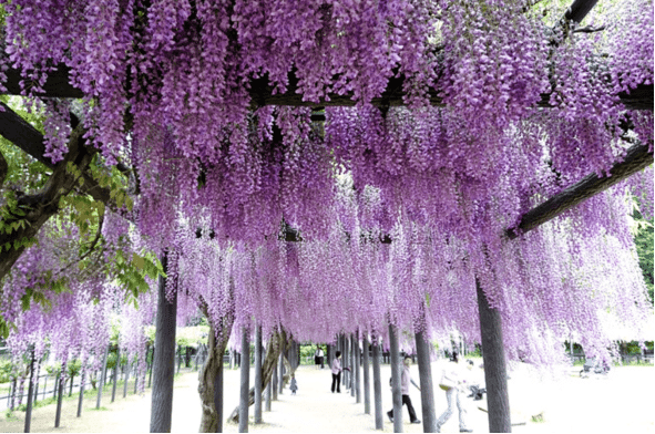Accueillir le printemps à Hyōgo