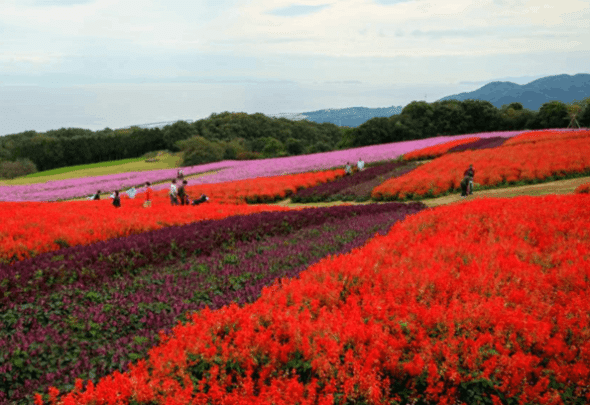 Accueillir le printemps à Hyōgo