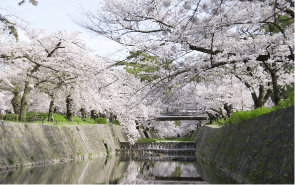 Accueillir le printemps à Hyōgo