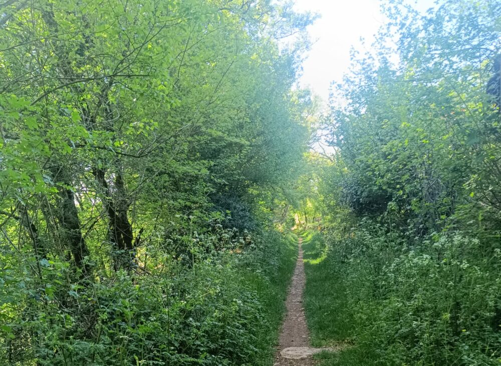 chemin forêts arbres