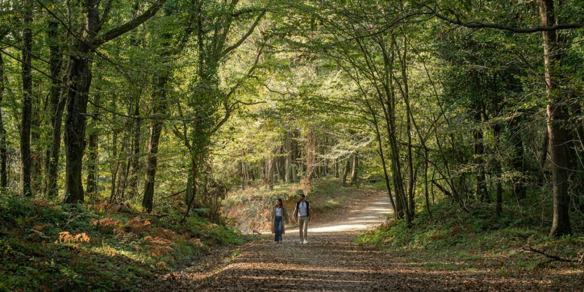 1 couple se baladant en forêt