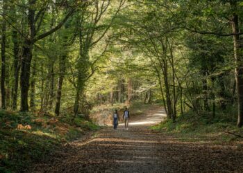 1 couple se baladant en forêt