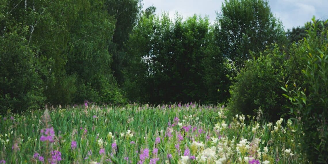 jardin parc fleuri