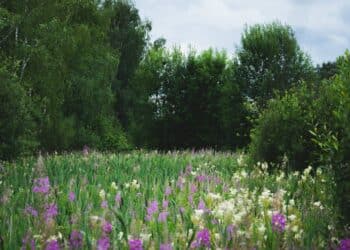 jardin parc fleuri