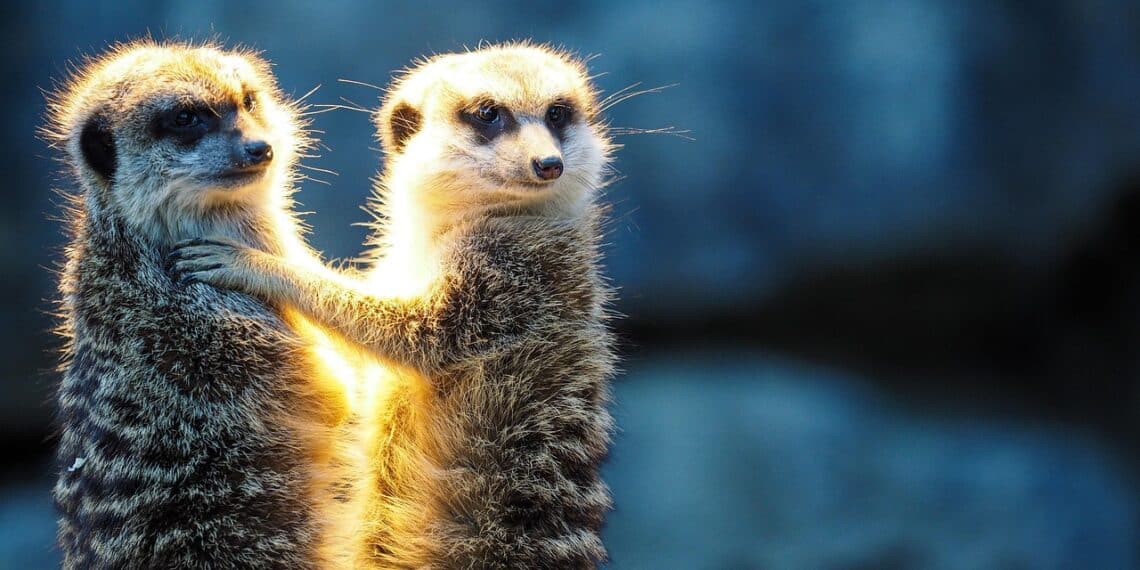 les plus beaux zoos de France Pixabay