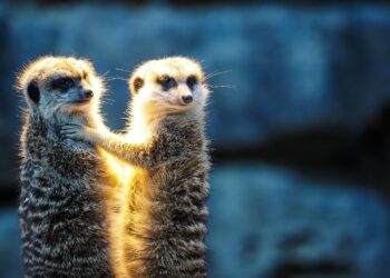 les plus beaux zoos de France Pixabay