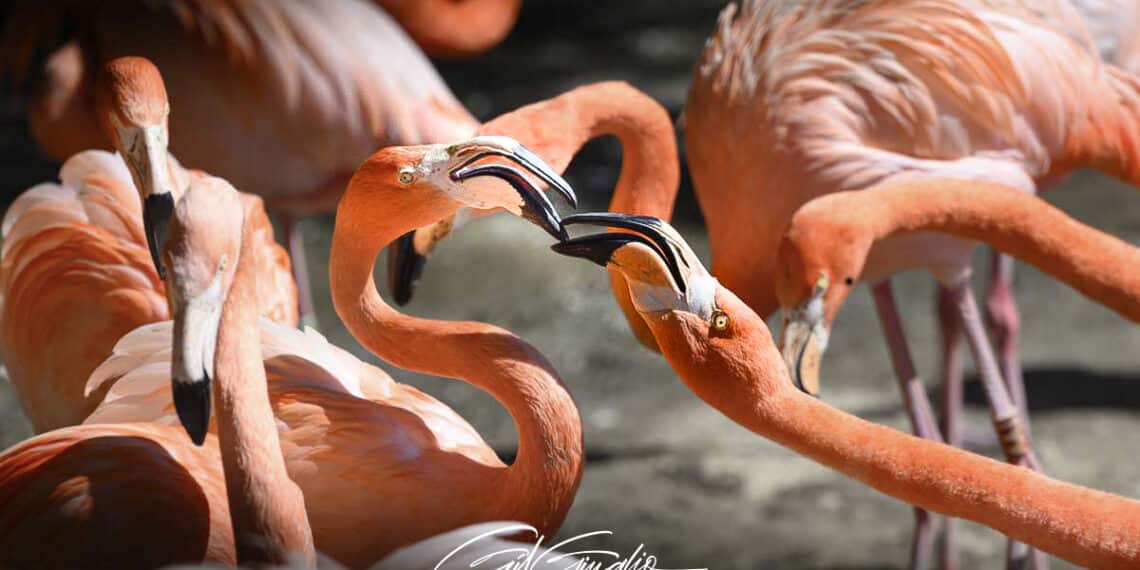 Groupe de flamants roses