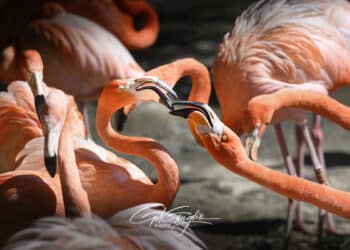Groupe de flamants roses