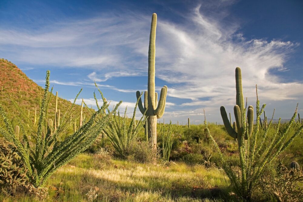 Saguaro Park 1 Tucson ©Arizona Office of Tourism